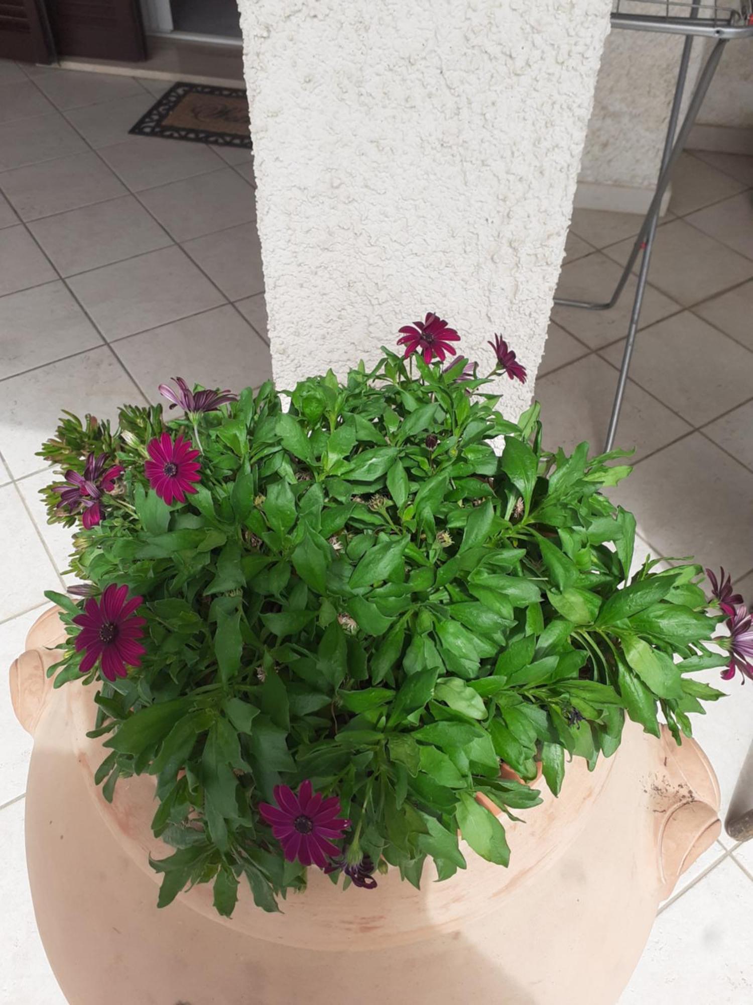 Hotel B&B Rispescia Grosseto Екстериор снимка